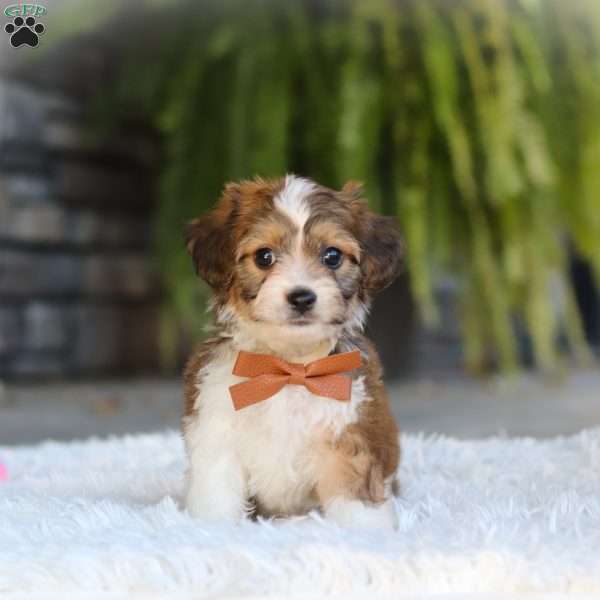 Braxton, Cavachon Puppy